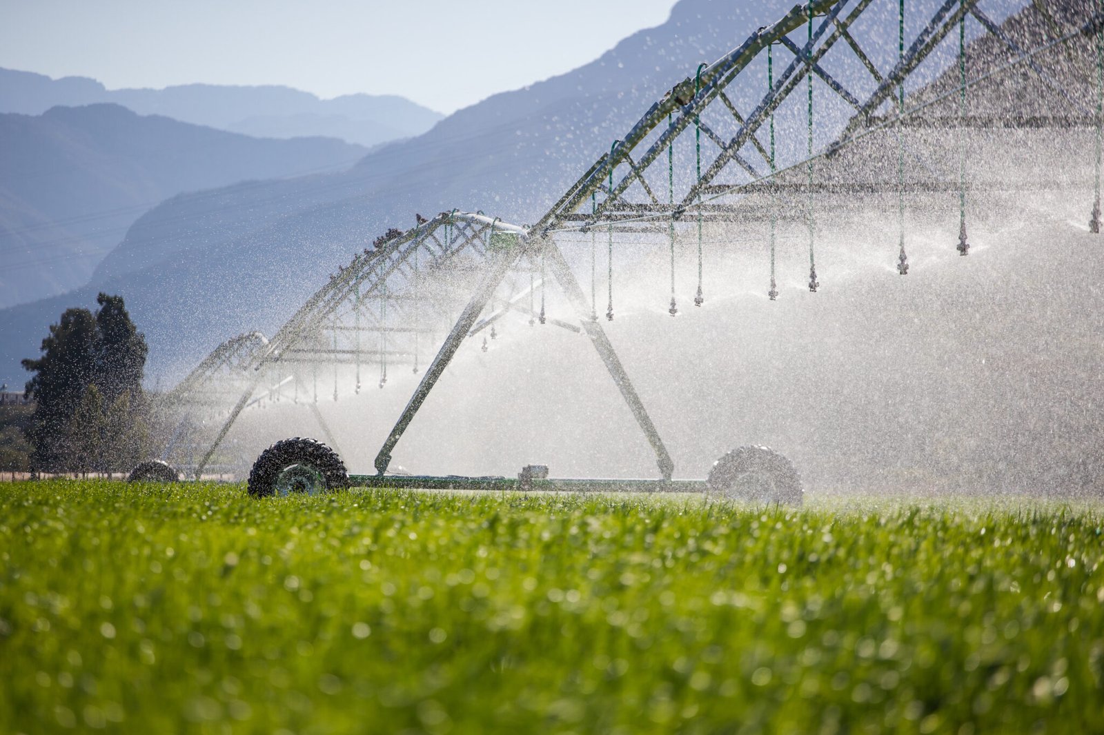 Close up image of a center pivot on a green field of wheat, providing irrigation to the crops