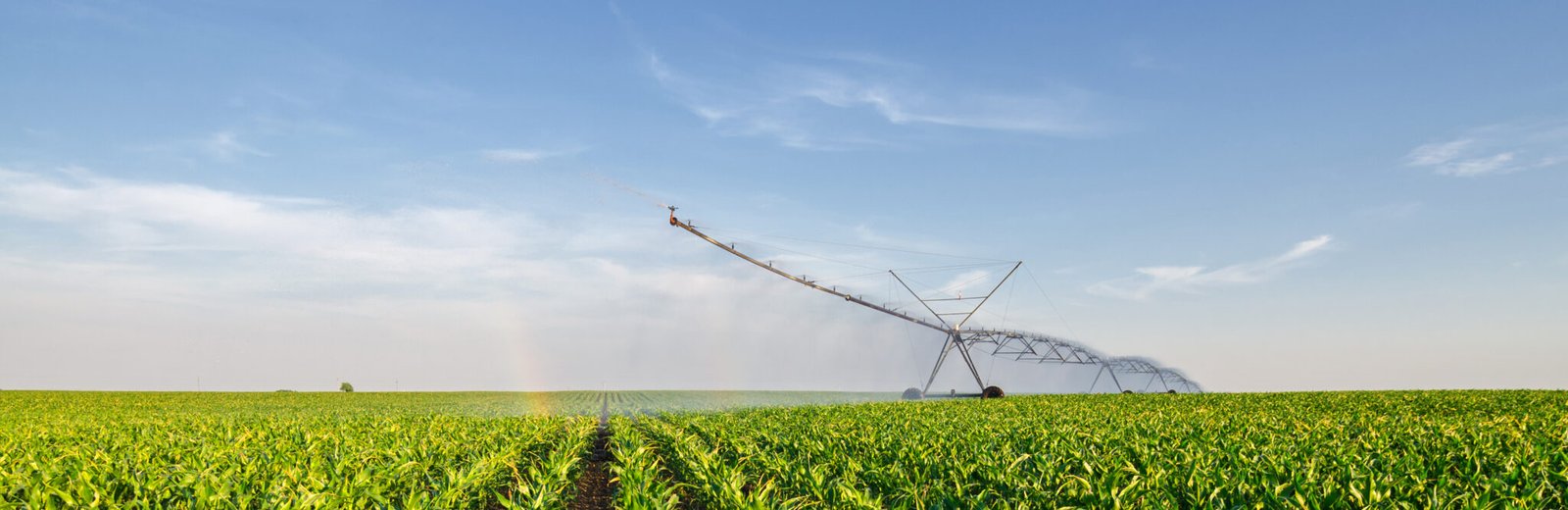 Agricultural irrigation system watering corn field on sunny summer day.