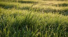Grass – حشائش Grass - حشائش
