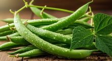 Green beans – الفول الأخضر Green beans - الفول الأخضر