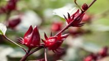 Roselle plant – كركدية Roselle plant - كركدية