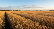 Wheat – قمح Wheat - قمح