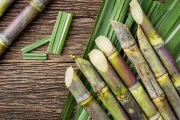 sugar-cane – صب السكر sugar-cane - صب السكر